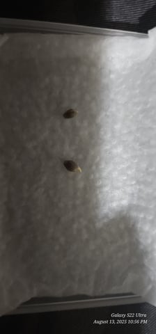 Time to play ▶️  — germination, day 4