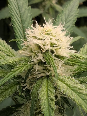 Acapulco Gold  — flower, day 80