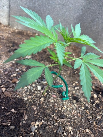 3 seeds  — vegetative, day 41