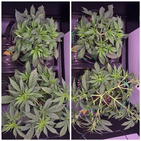 1st Auto Grow (LSD + BrB) - 1st indoor Grow — flower, day 29