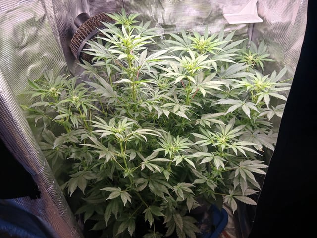 9lbhammer feminized  — flower, day 52