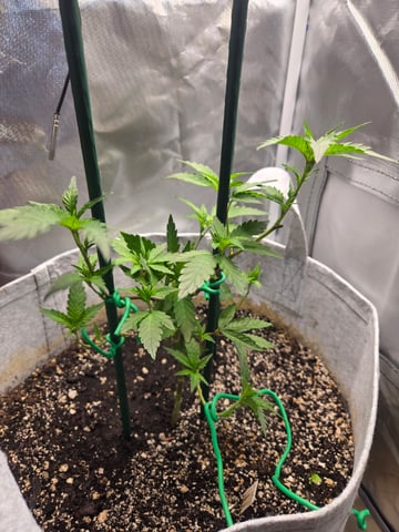 Looking for advice! — vegetative, day 24