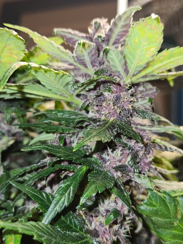 Autoflower grow. my first grow  — flower, day 76