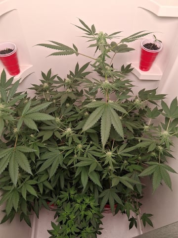 S&D  First Grow — flower, day 67