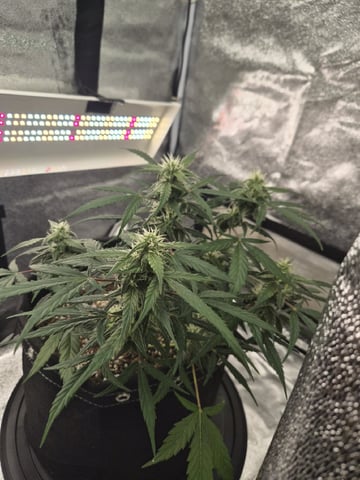 Kalini Asia Auto  — flower, day 72