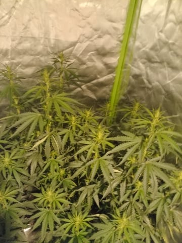 mr — flower, day 69