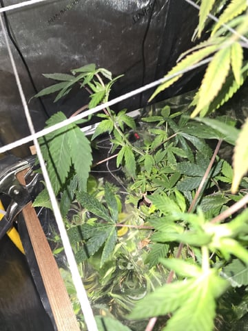 Glookies by Barneys Farm — flower, day 55