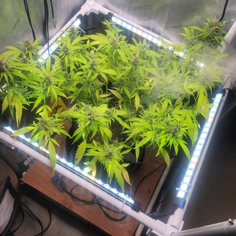 Poison Rainbows — flower, day 146