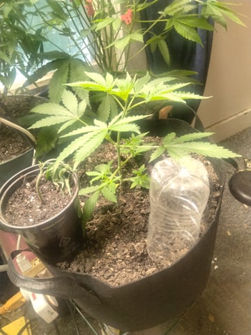 jay seaton  — grow_setup, day 1