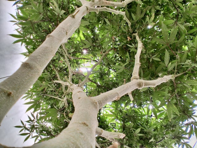 Blueberry Muffin  — flower, day 5