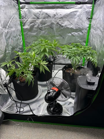 First grow — vegetative, day 35