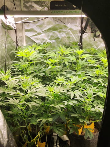 Hashburger And Lemon Deisel — harvest, day 3