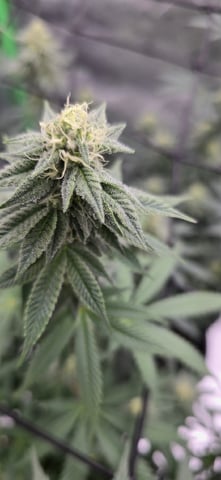 SGC & GWS — flower, day 94