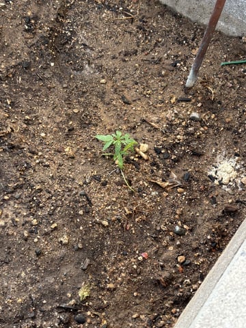 2 Mystery And Special Queen One Auto  — vegetative, day 18