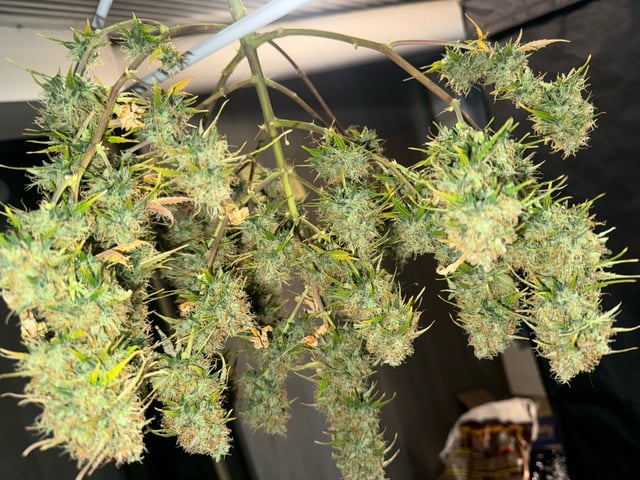 First Grow — harvest, day 90