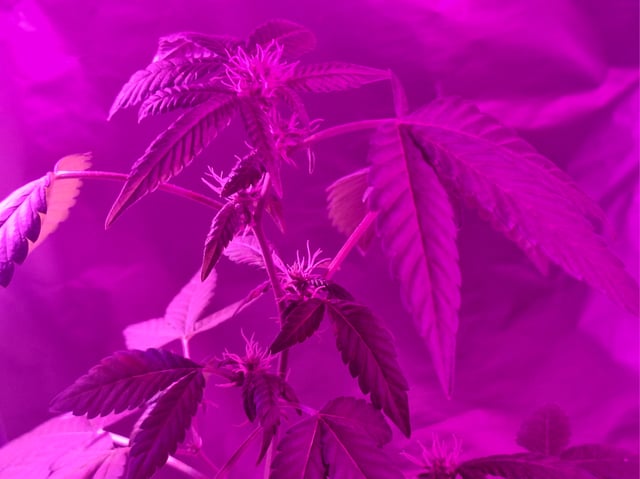 Armário  — flower, day 1