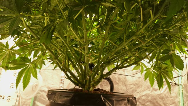 Blackberry Kush — flower, day 78