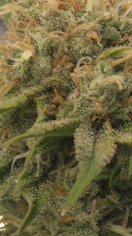 lilac diesel Rbx2 — flower, day 114