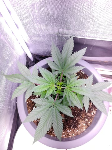 First grow in first set up — vegetative, day 43