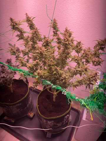 pineapple Express  — flower, day 41