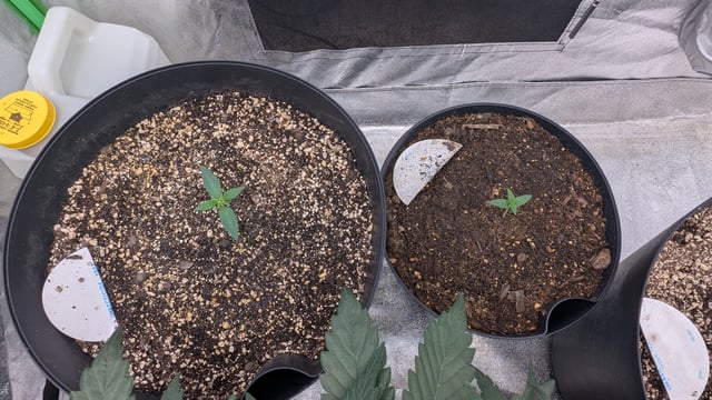 Mixed Grow — grow_setup, day 33