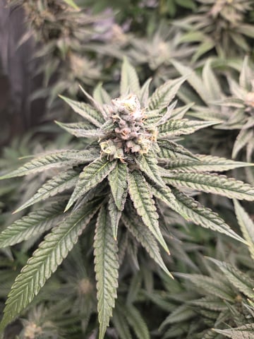 Lhotse 1 and 2 — flower, day 44