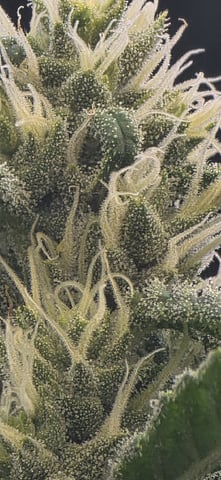 strawberry guava bx — flower, day 1