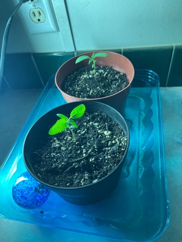 Alfie & Franki — seedling_rooting, day 1