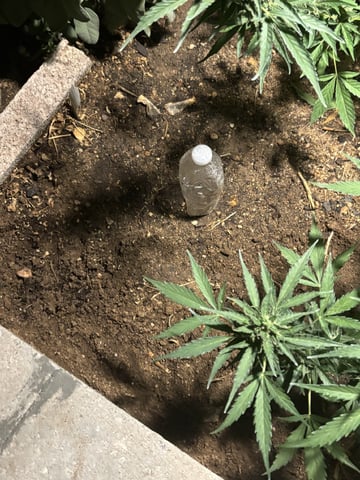 Fast Buds Auto  — seedling_rooting, day 7