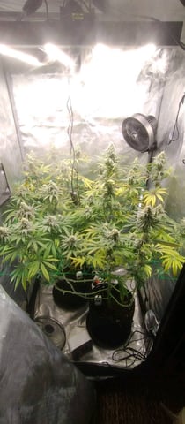 Skunk #1 — flower, day 120