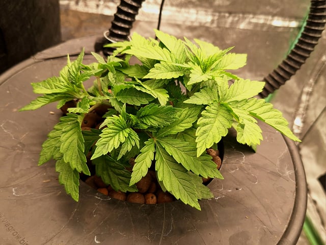 Blackberry Kush — vegetative, day 27