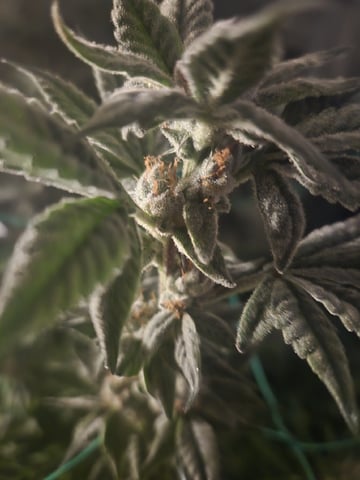 4 strains in 1 tent — flower, day 107