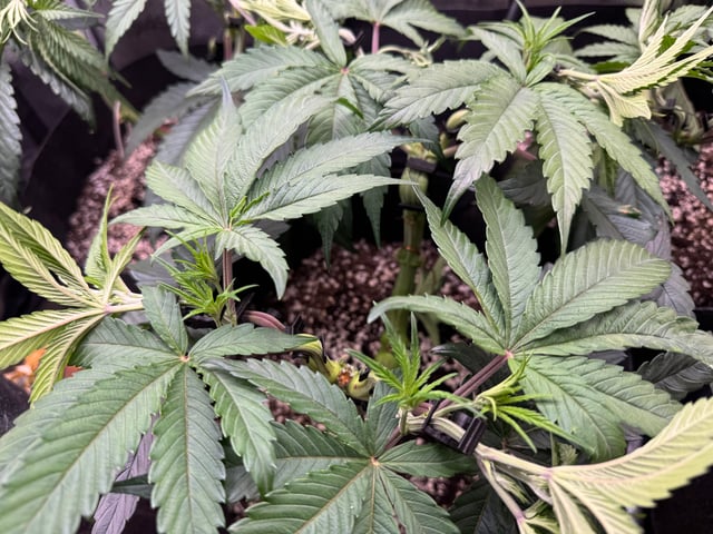 Garden of Weed’n 3.0 — vegetative, day 46