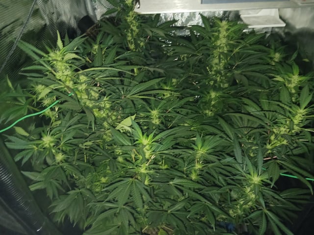 9lbhammer feminized  — flower, day 60