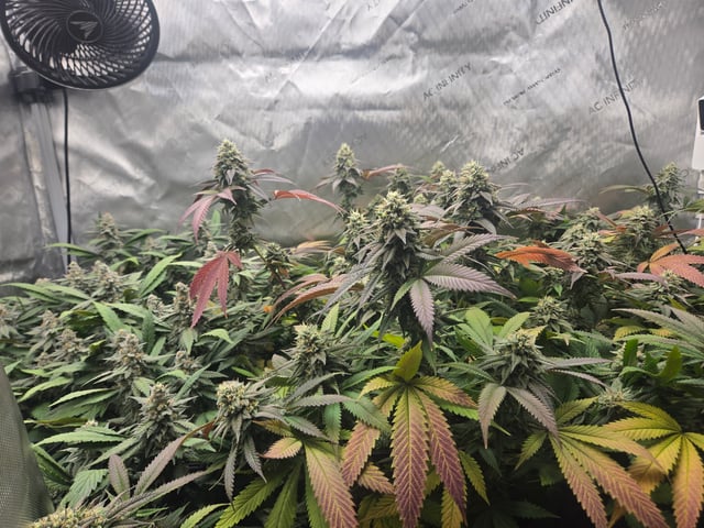 First Grow — flower, day 106