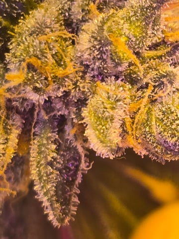 fruitstripe-x-breathworks VS Tropical cherry vs kush cake. vs og haze — flower, day 129