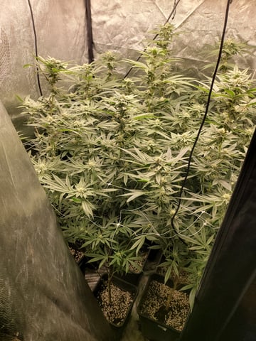 #3 — flower, day 55