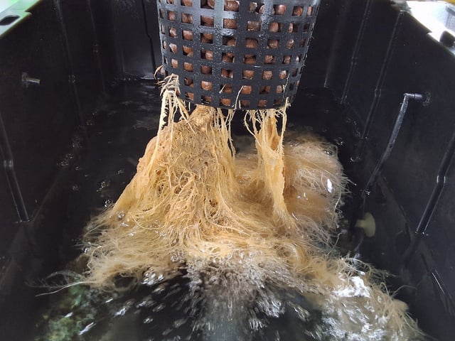 STELLA — flower, day 87