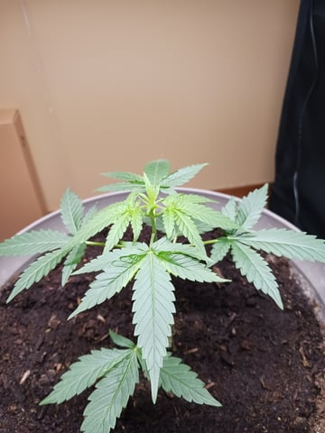 black gorilla feminized  — flower, day 25