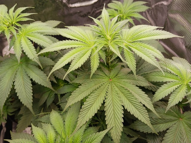 Gorilla Sherbert Feminized From Blimburn Seeds  — flower, day 38