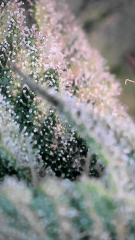 Looking for advice! — flower, day 76