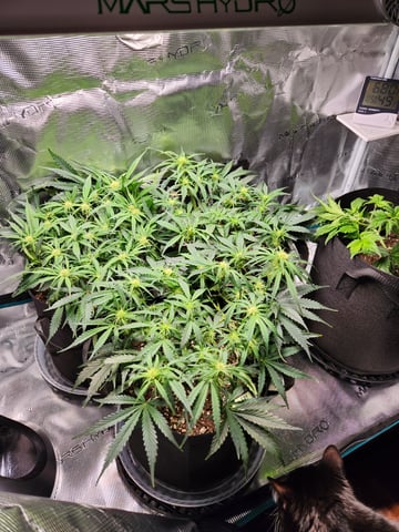 Autoflower grow. my first grow  — flower, day 41