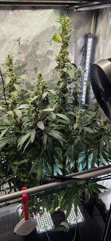 Girl Scout Cookies  — flower, day 160