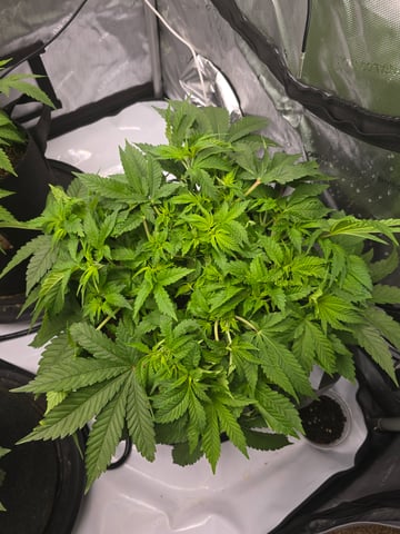Purple Haze  — vegetative, day 28