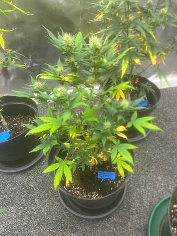 3autos and 2 fem  — flower, day 12
