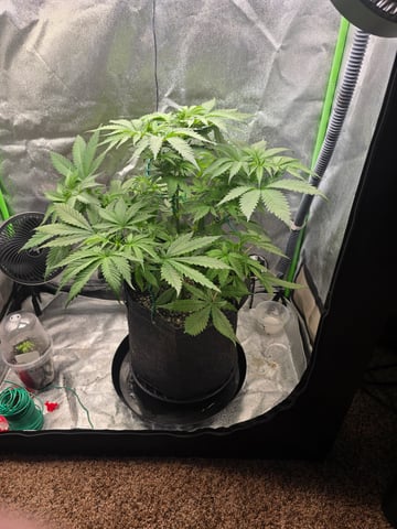 First grow — vegetative, day 41