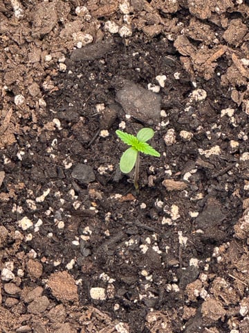 wedding cake auto FIRST GROW! — seedling_rooting, day 5
