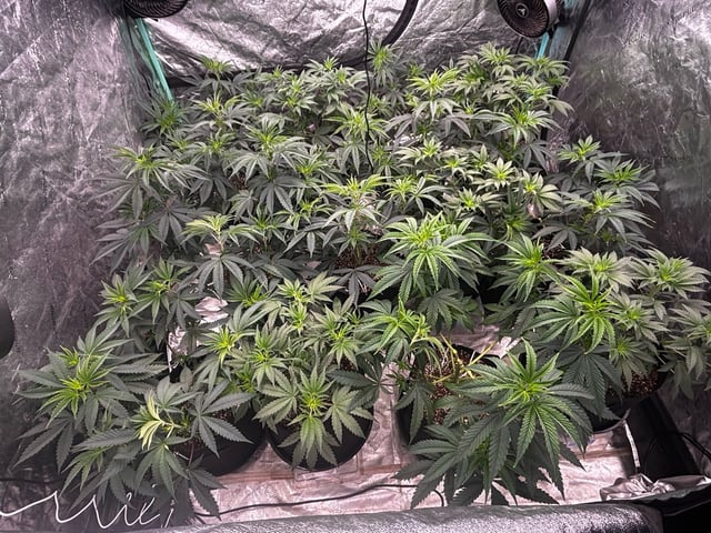 PKB remix/PotG — vegetative, day 60