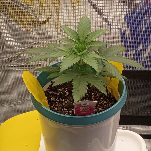 TentPlantLightFan — vegetative, day 27