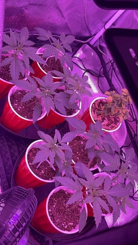 New Photos  — vegetative, day 19